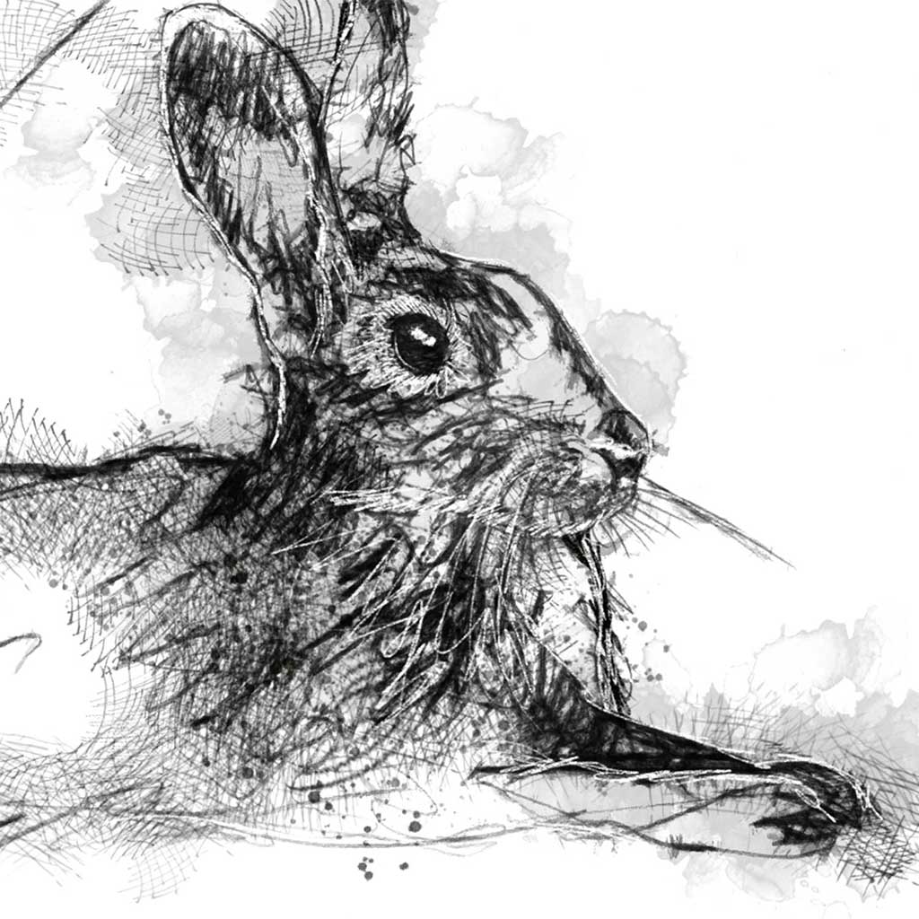 Rabbit relaxing