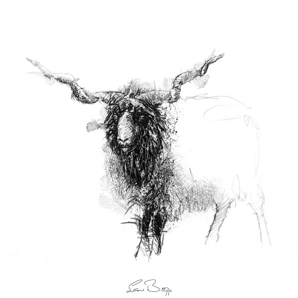 Racka sheep
