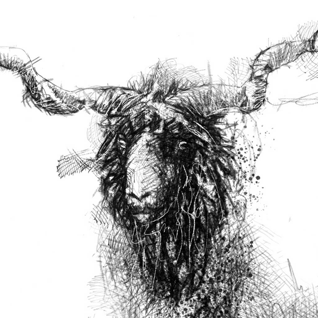 Racka sheep