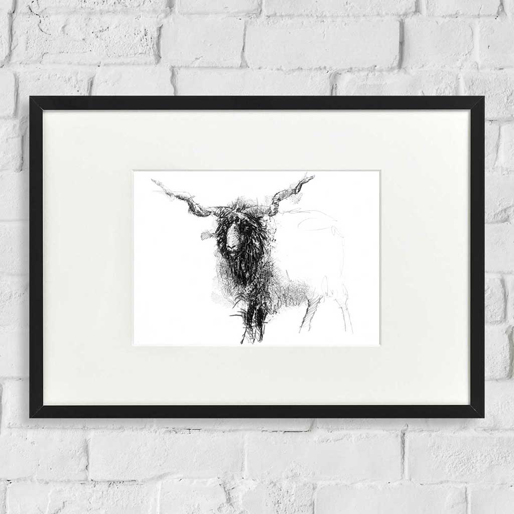 Racka sheep