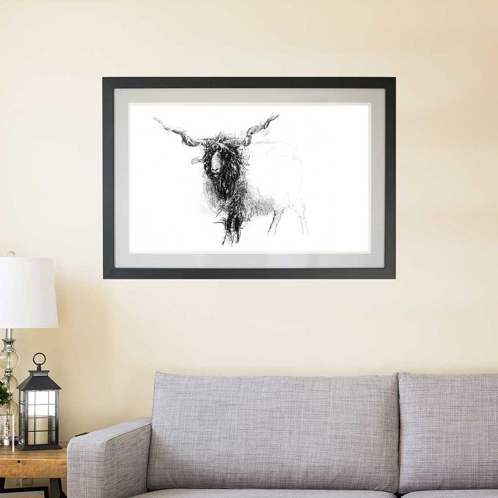 Racka sheep