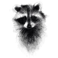Raccoon