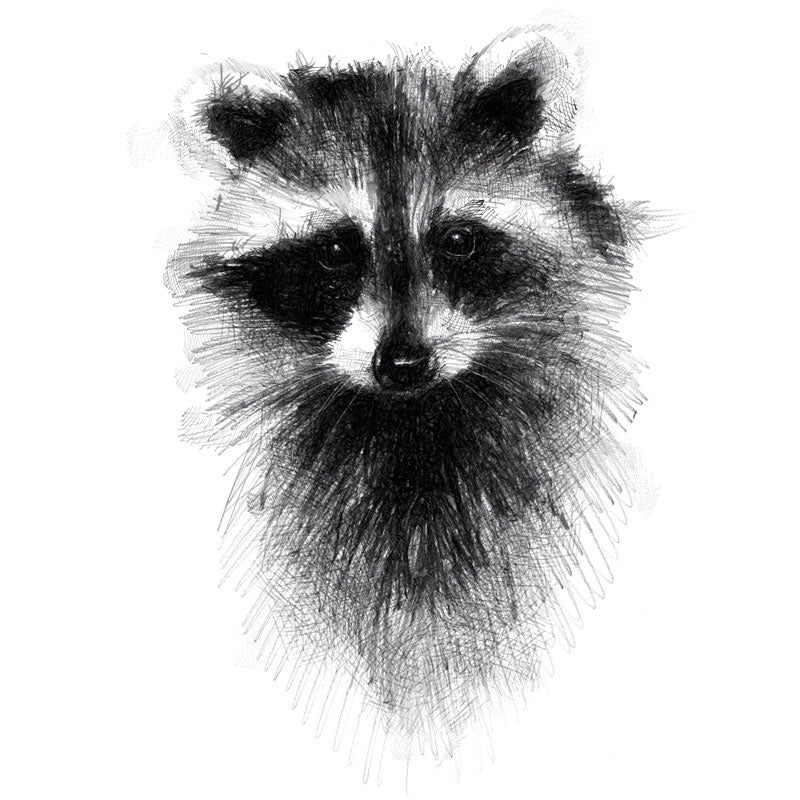 Raccoon
