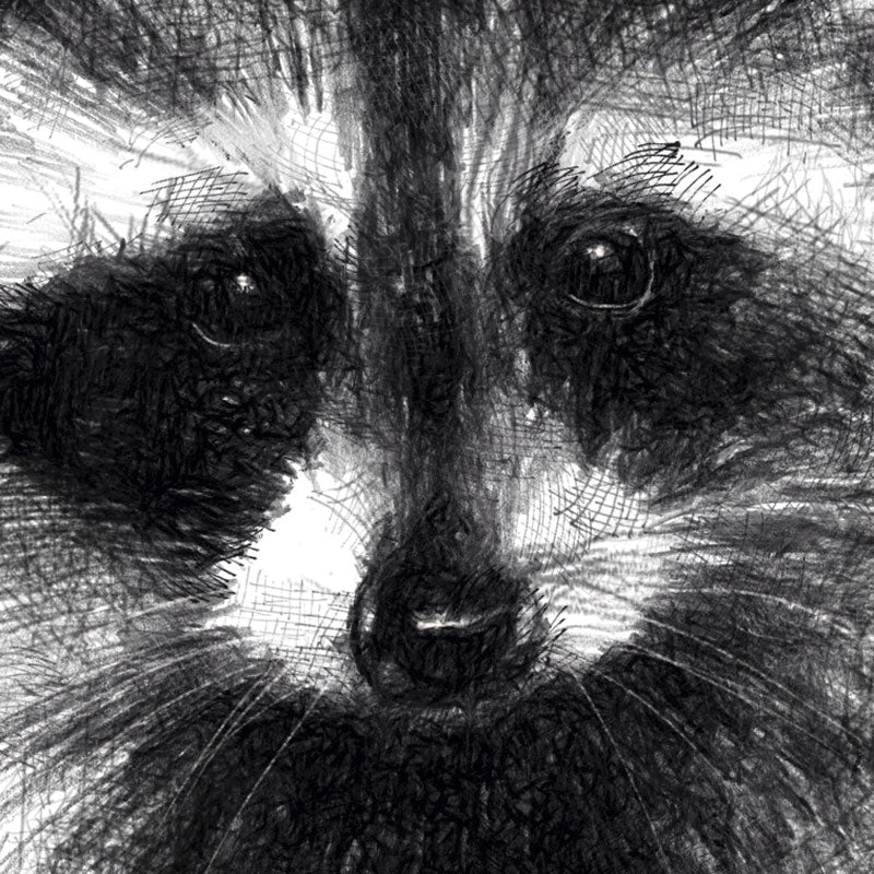 Raccoon