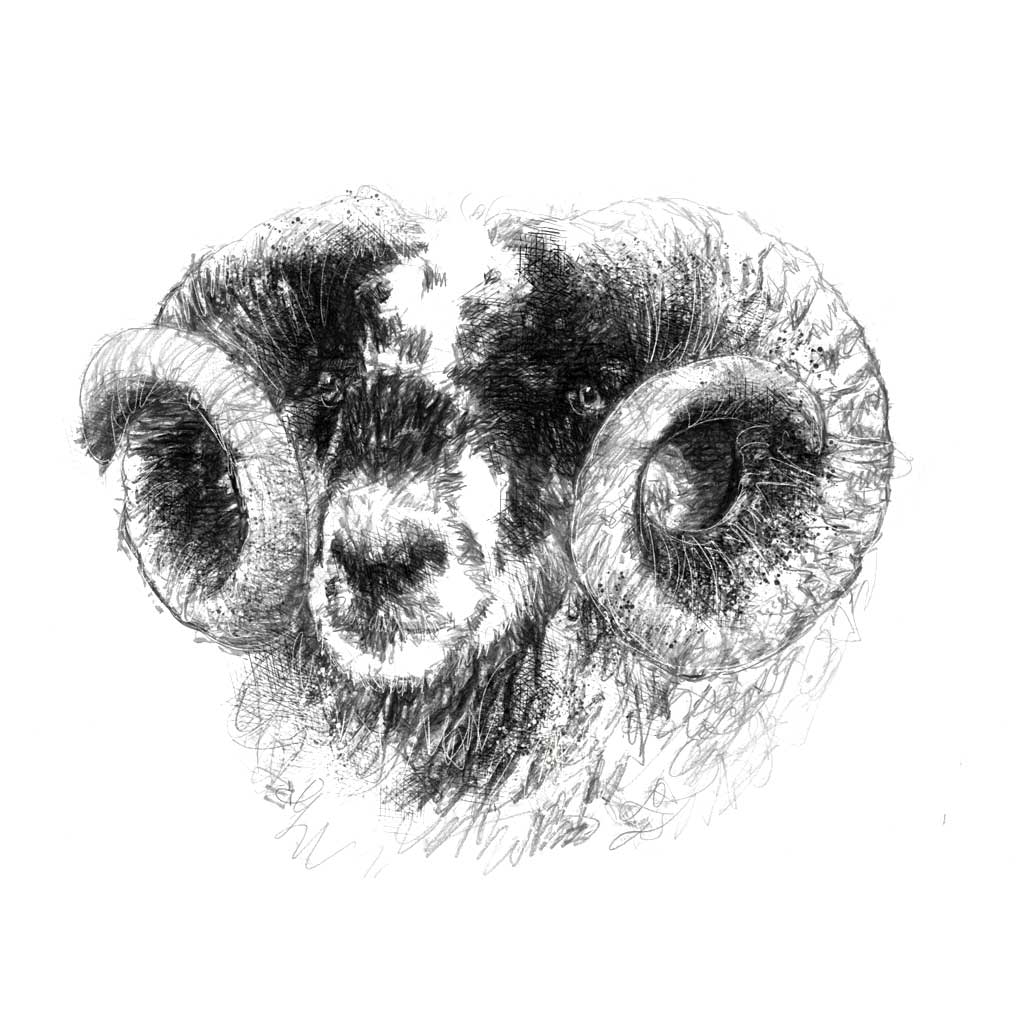 Rams head