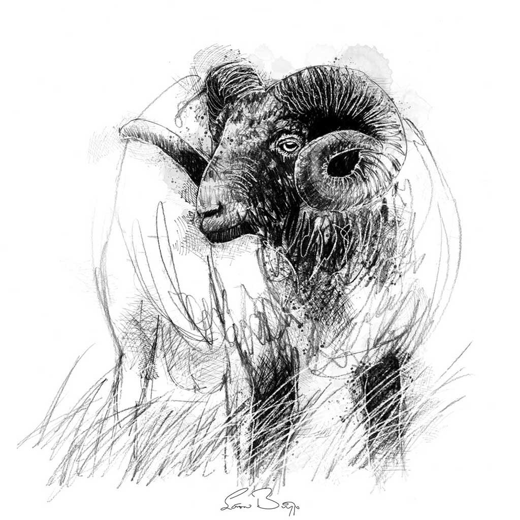 Old ram