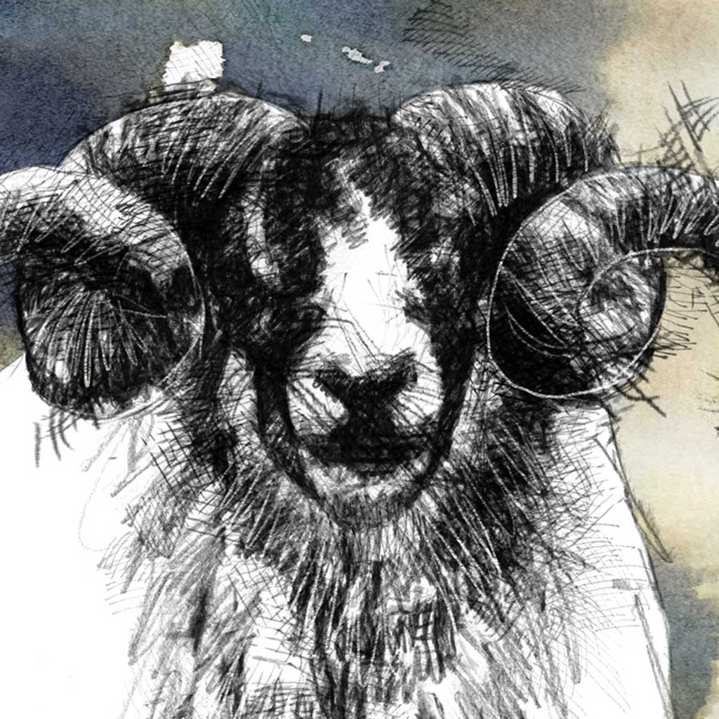 Speckled faced ram
