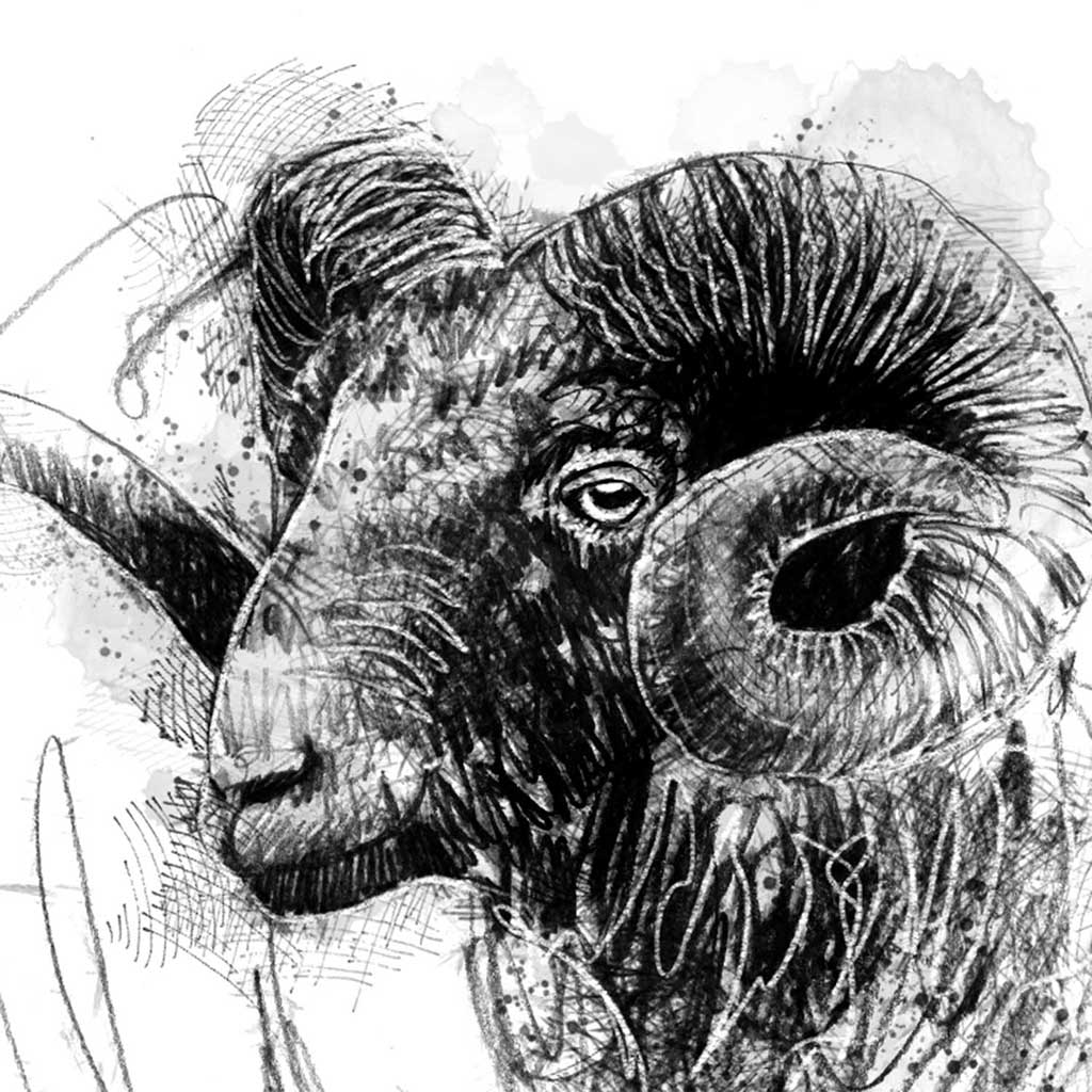 Old ram