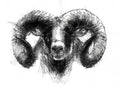Ram