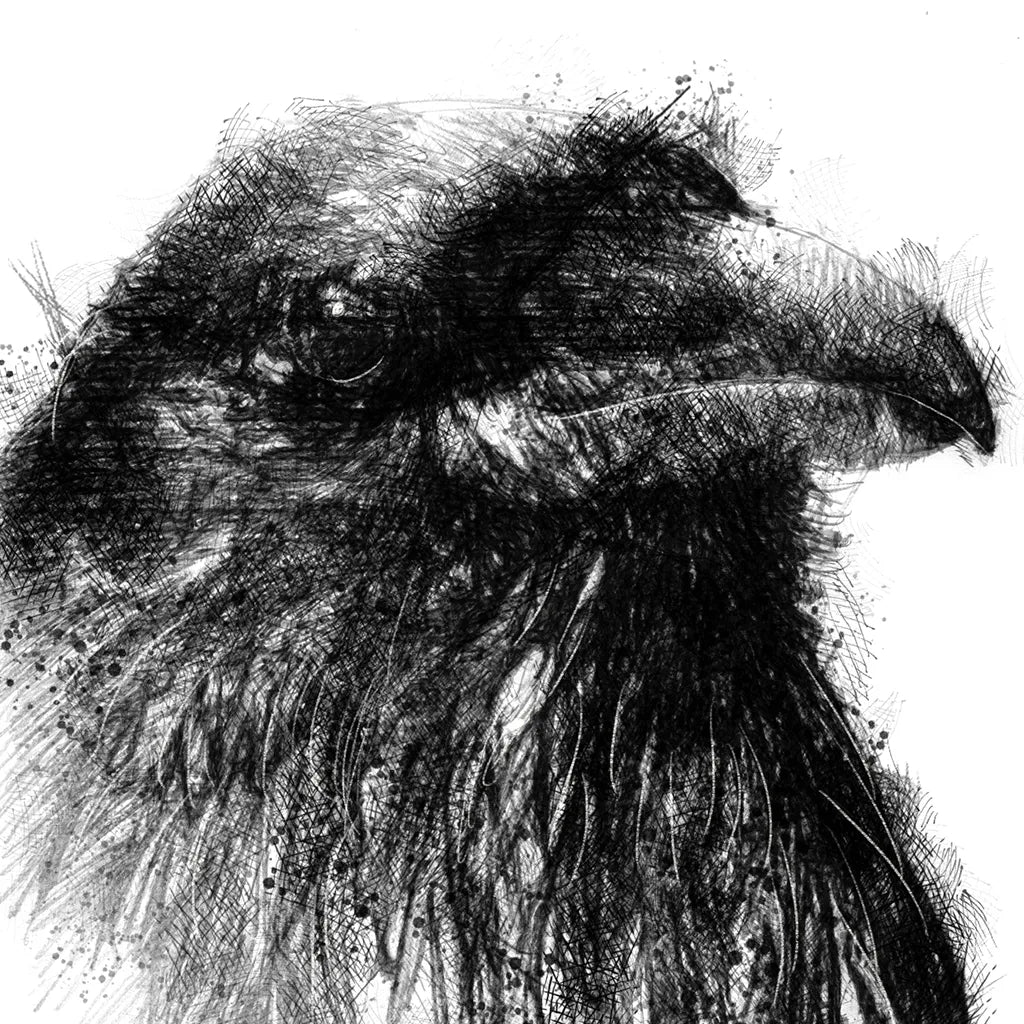Raven