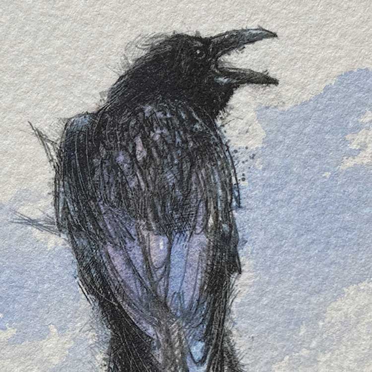 Raven call mini sketch