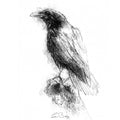 Raven perched