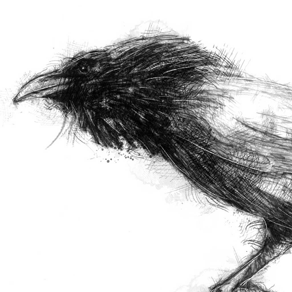 Raven