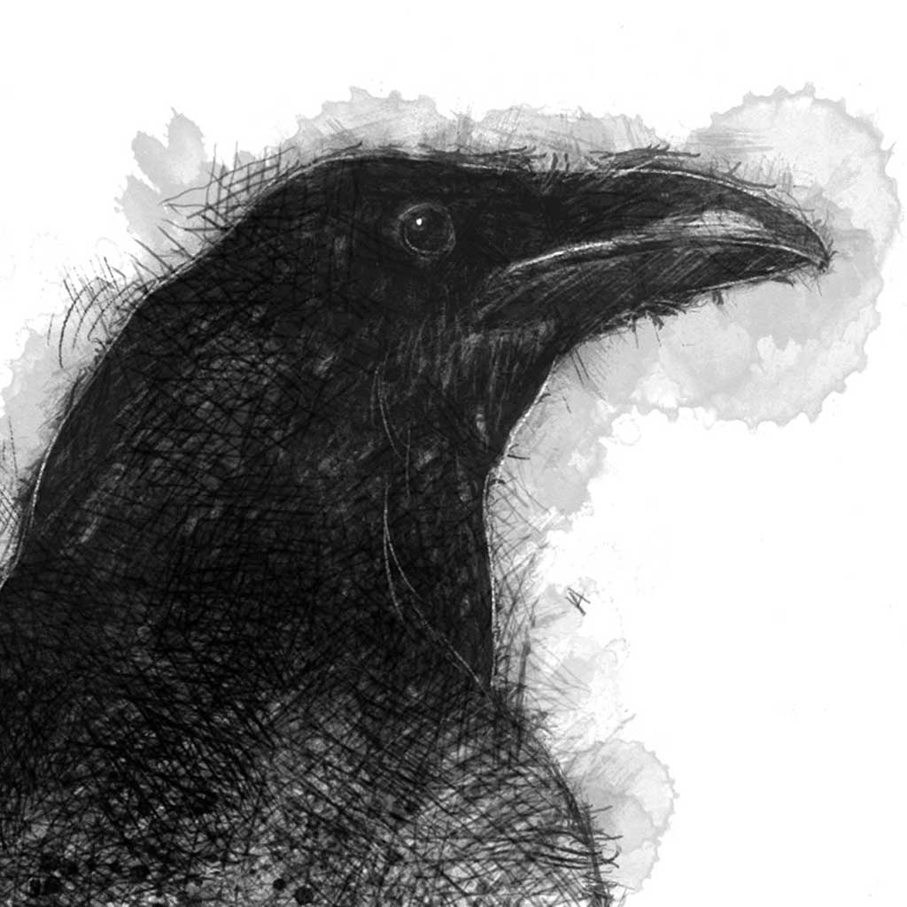 Raven