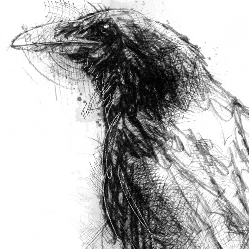 Raven perched