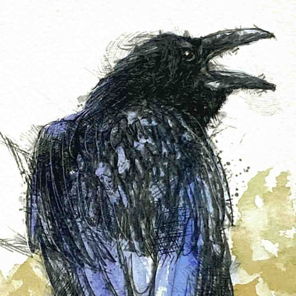 Raven crow sketch