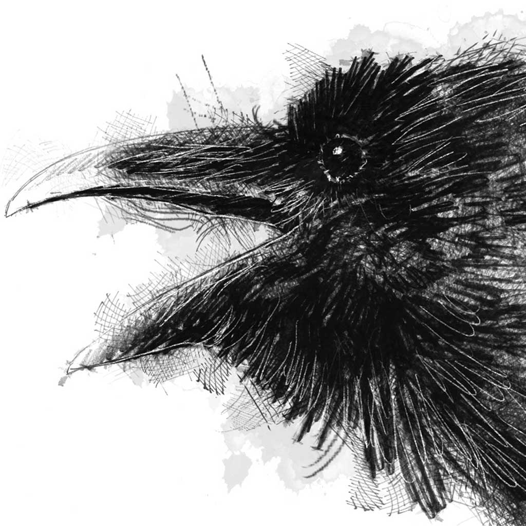 Raven call