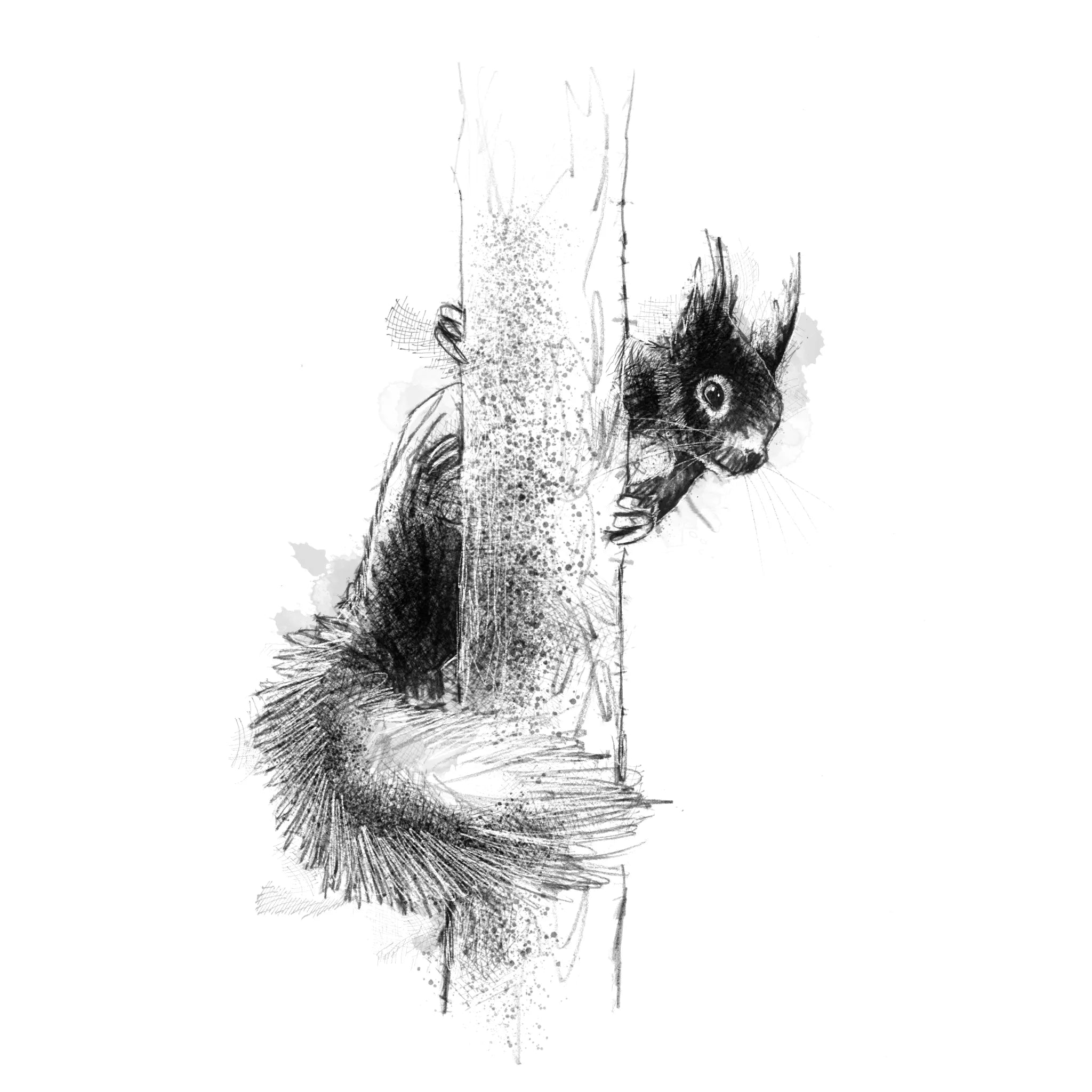 British red squirrel - BW Sketch
