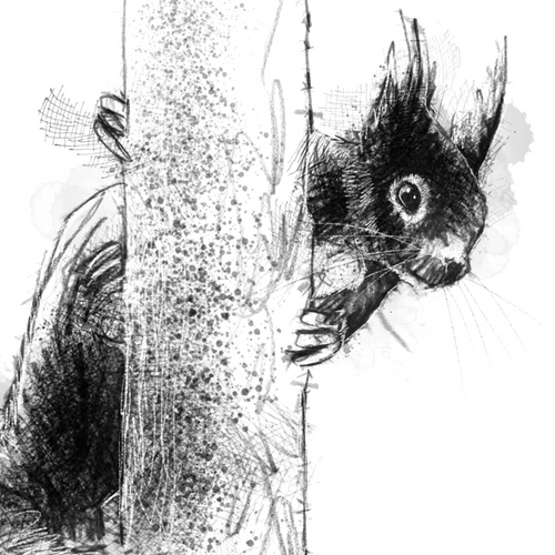 British red squirrel - BW Sketch