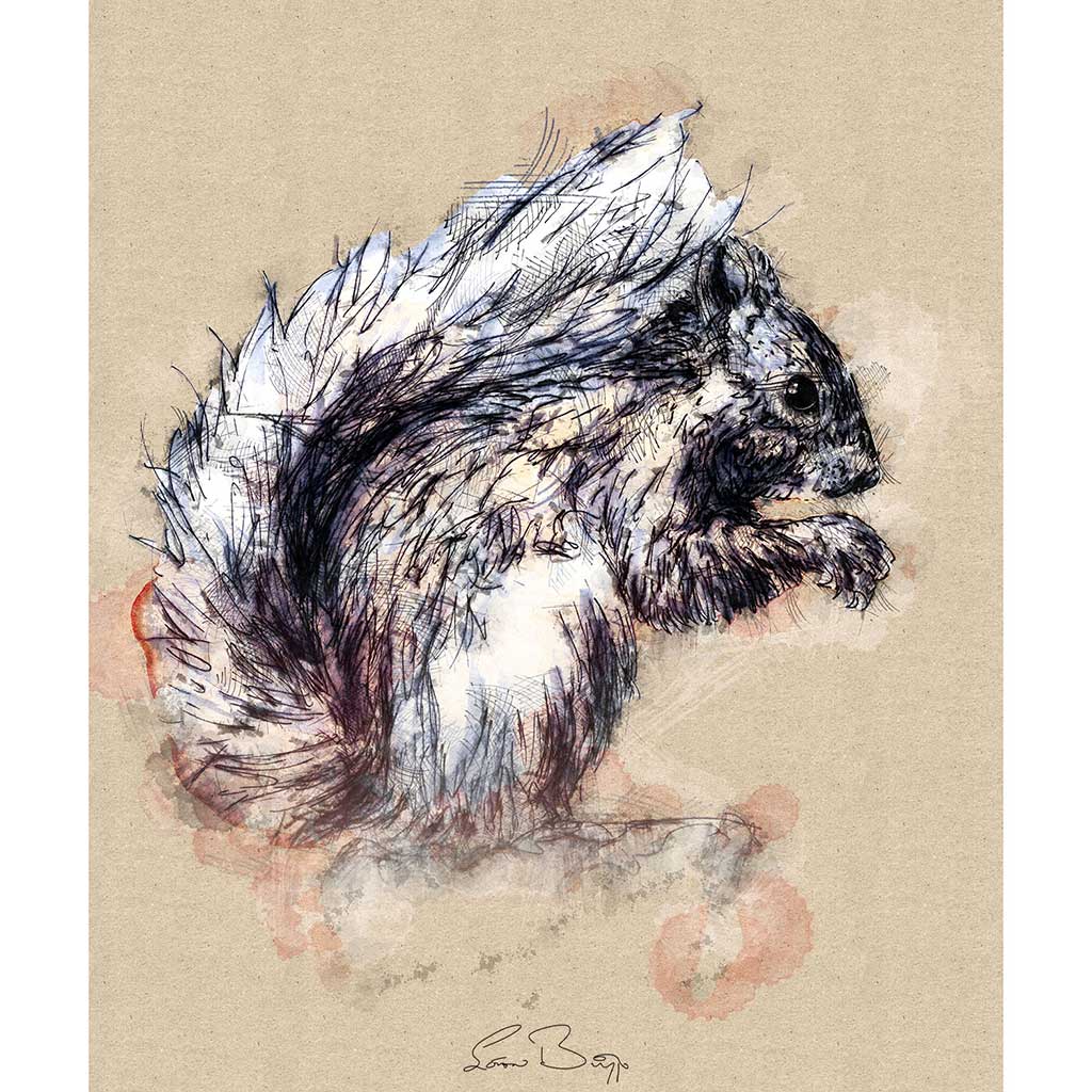 Red squirrel