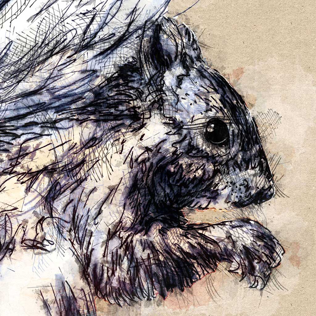Red squirrel