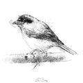 red backed shrike