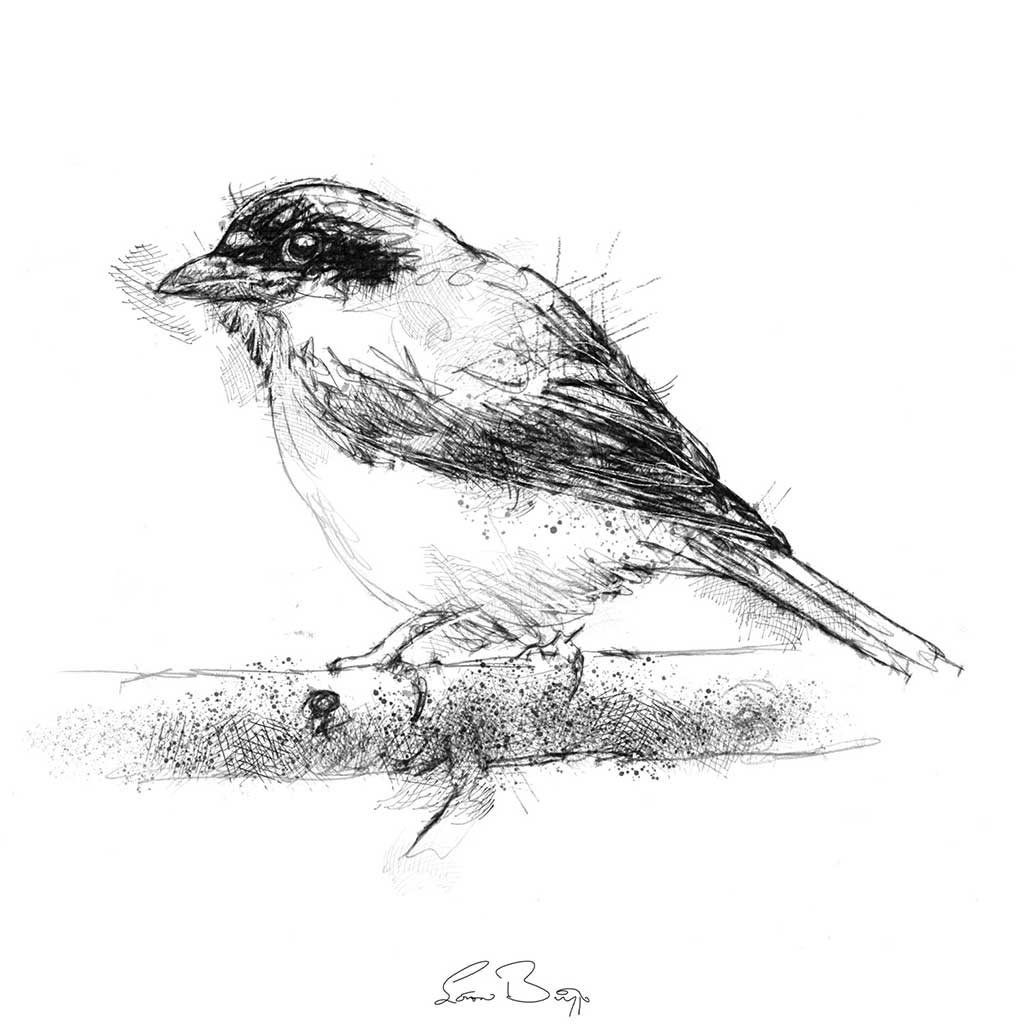 red backed shrike