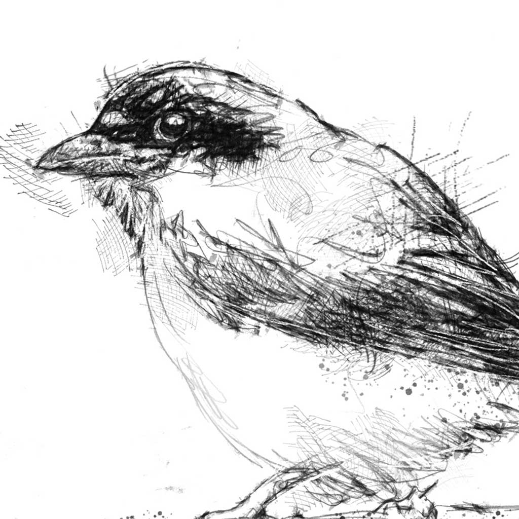 red backed shrike