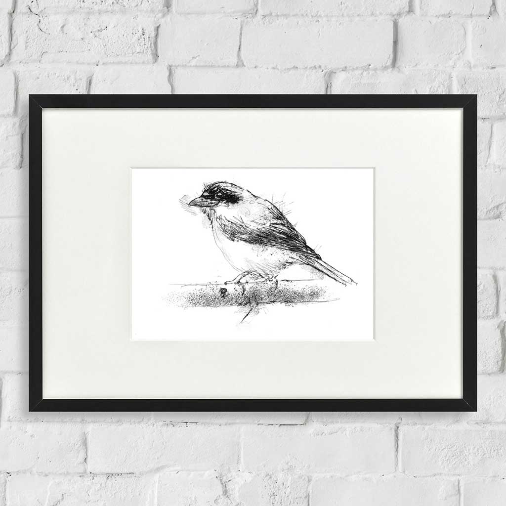 red backed shrike