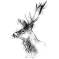 Red deer