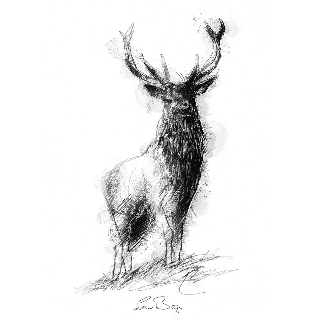 Red deer stag
