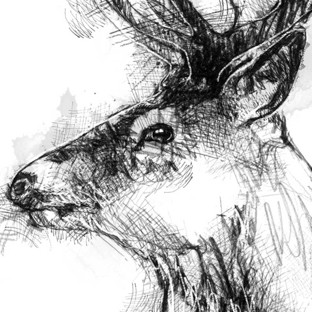 Red deer