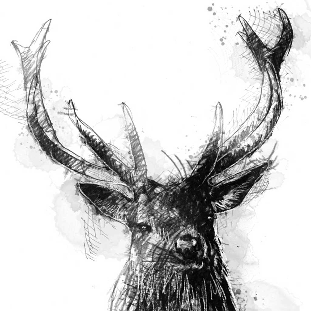 Red deer stag