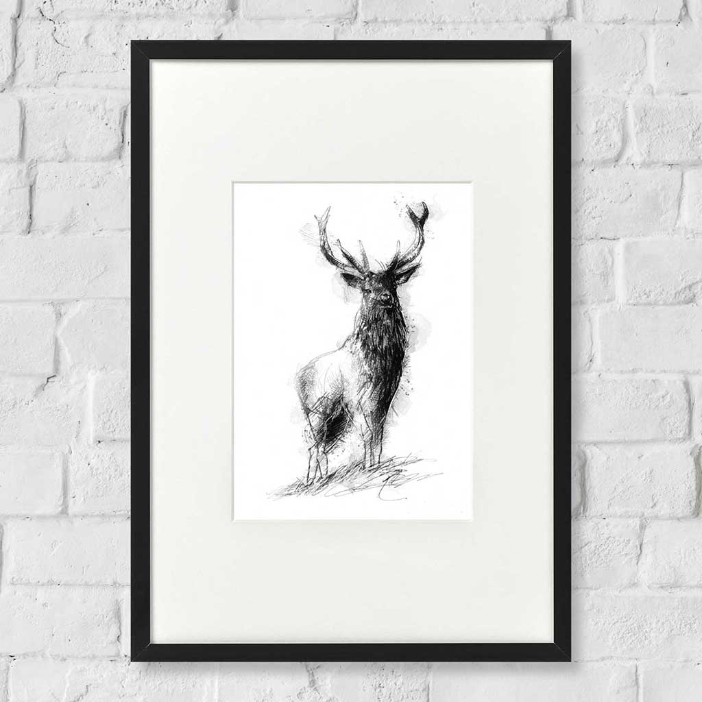 Red deer stag