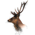 Red deer colour
