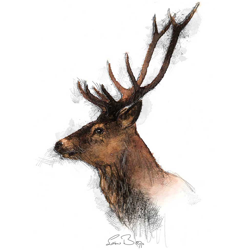 Red deer colour