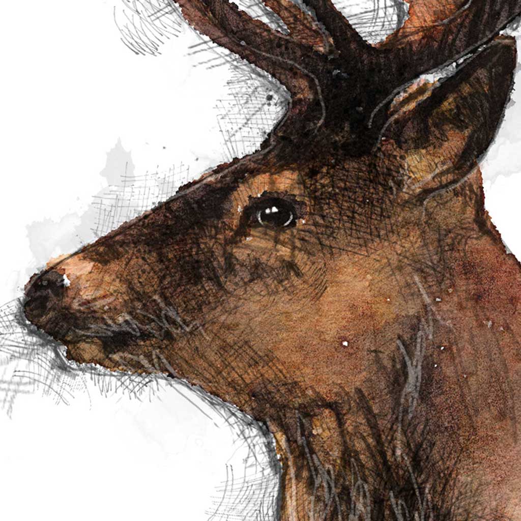 Red deer colour