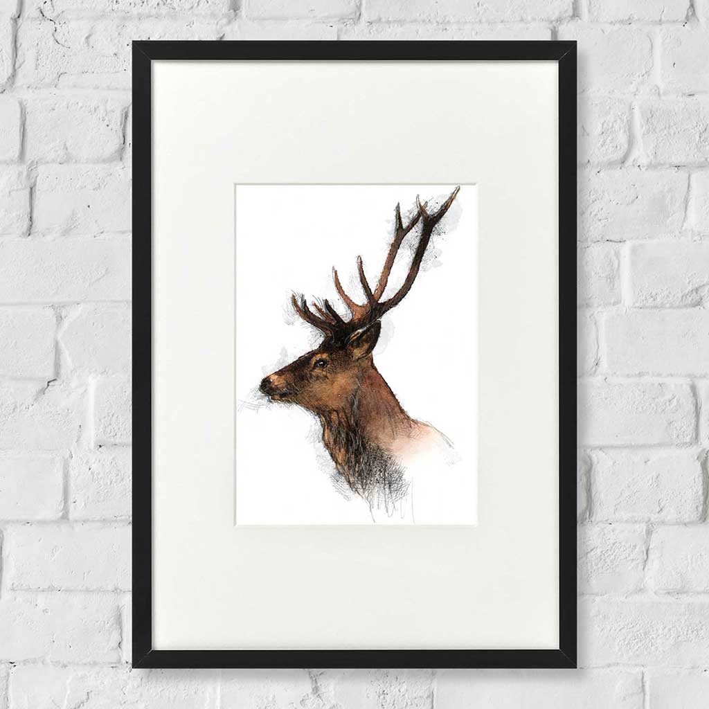 Red deer colour