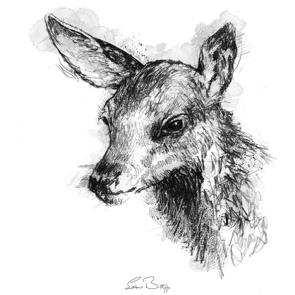 Red deer fawn