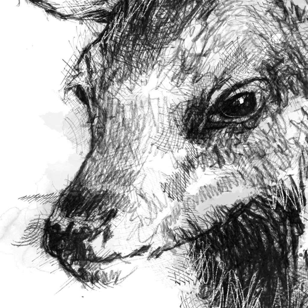 Red deer fawn