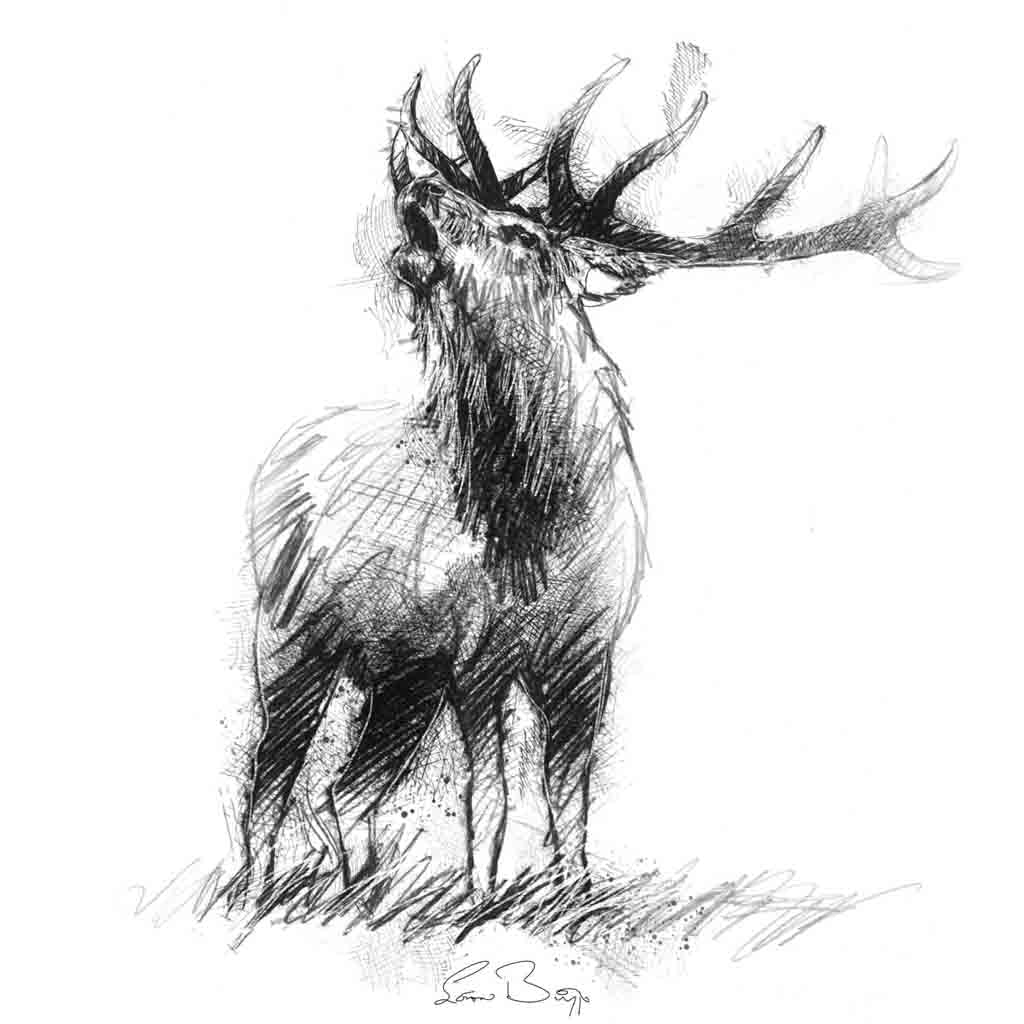 Red deer stag