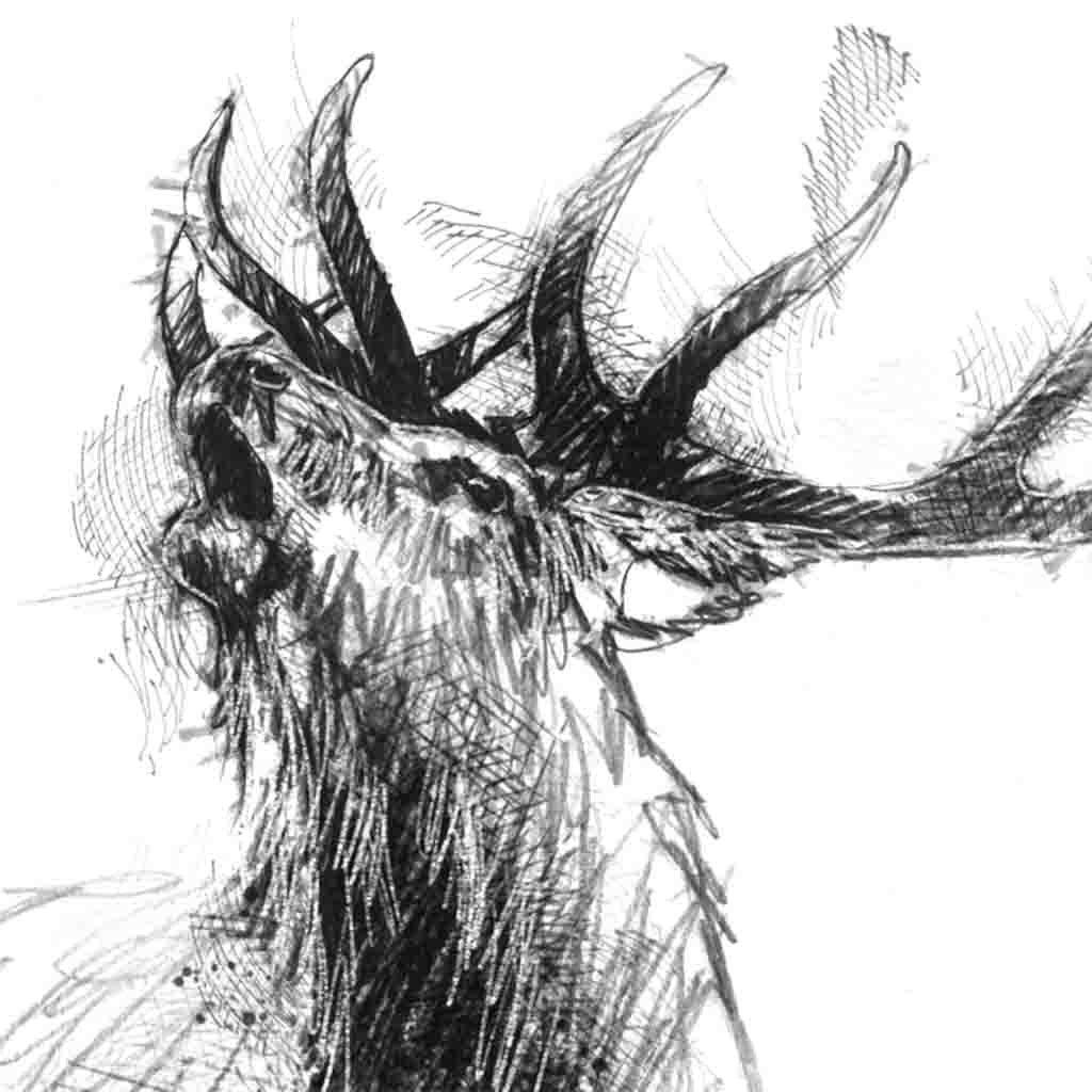 Red deer stag
