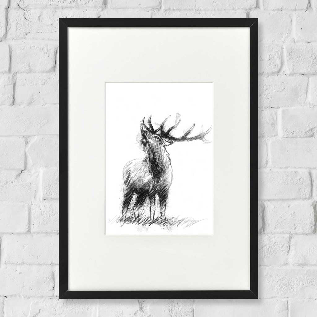 Red deer stag
