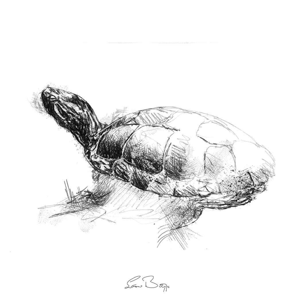 Red eared terapin