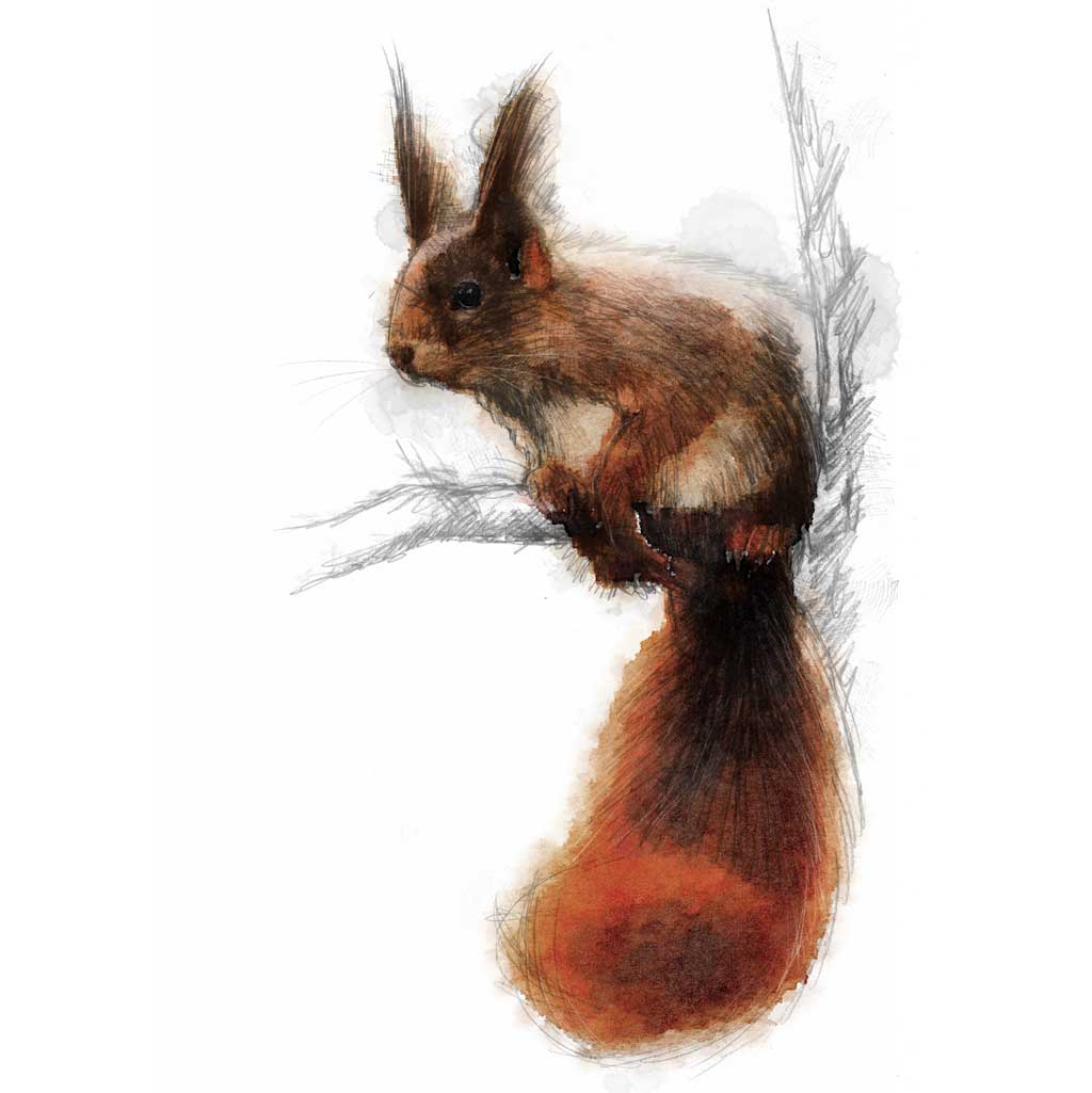 Red squirrel