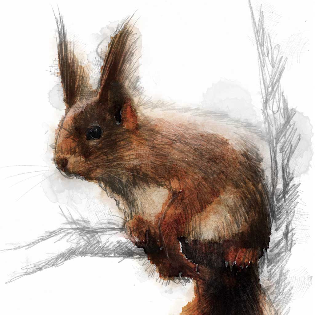 Red squirrel