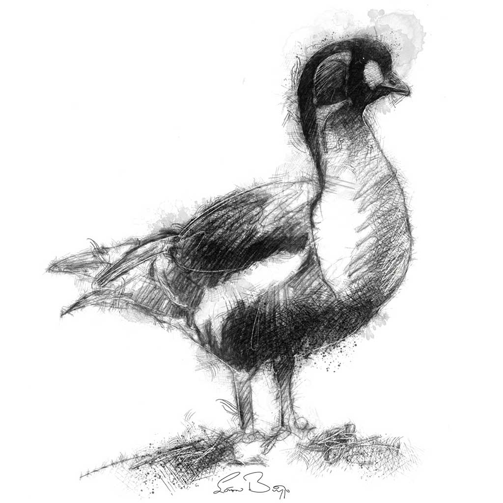 Red breasted goose