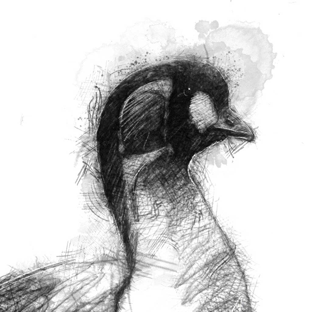 Red breasted goose