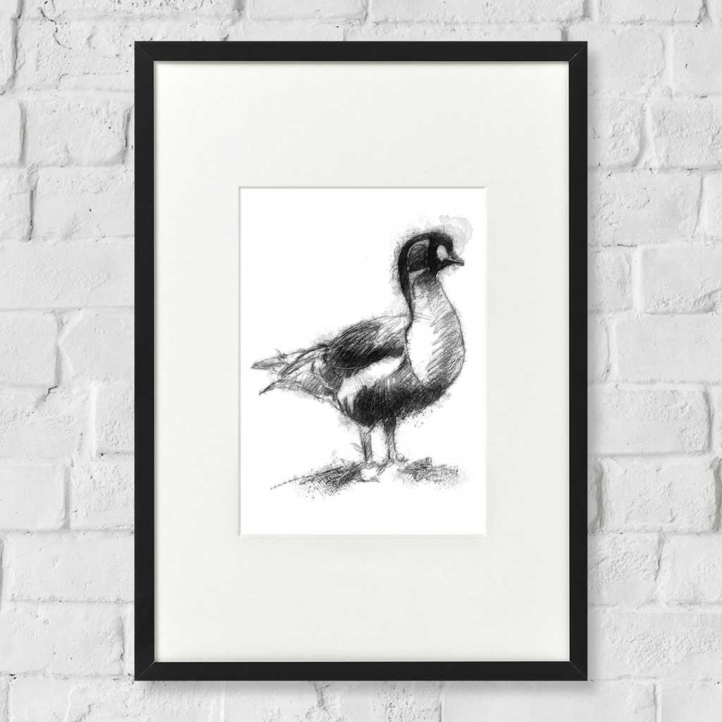 Red breasted goose