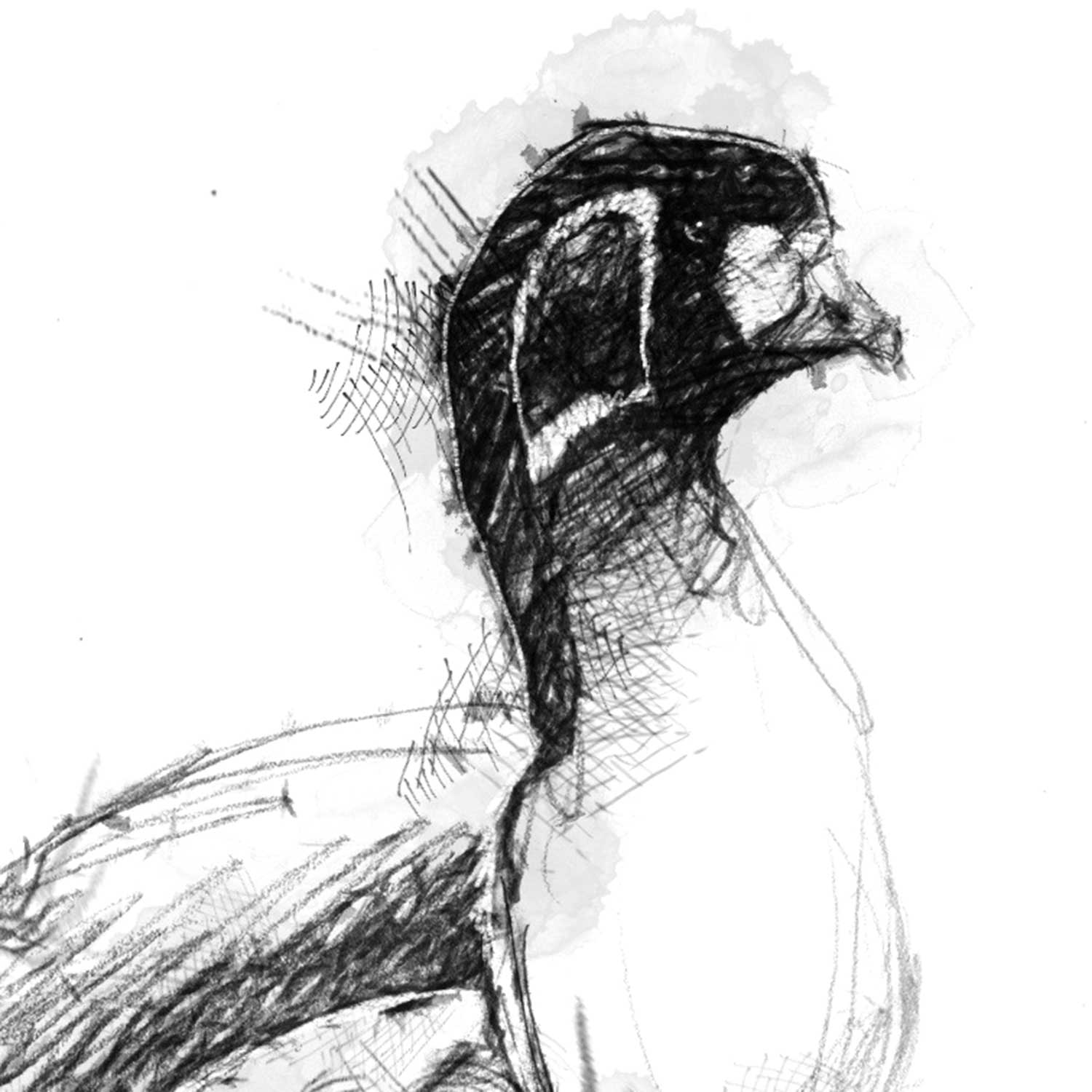 Red breasted goose